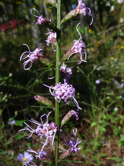 {Liatris virgata}